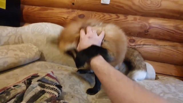 ЛИ СЯО. Алиса - Лиса. Веселые игры в доме и на улице. смотреть онлайн