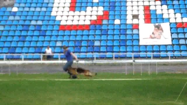 Рабочий класс сук 5 _ Russian Siegerschau 2015