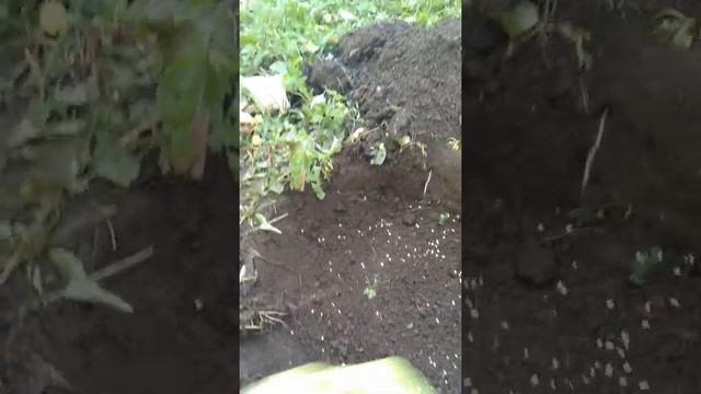 Сажаем подберезовик обычный на дачном участке смотреть онлайн