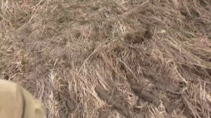 Вскрыли трактором фундаменты, обнаружили дорогие находки! Поиск монет металлоискателем, коп старины