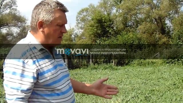 ВОЗДЕЛЫВАНИЕ АРБУЗОВ В ПЕНЗЕНСКОЙ ОБЛАСТИ В ОТКРЫТОМ ГРУНТЕ В 2017 ГОДУ смотреть онлайн