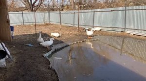 Гуси Линда на прогулке. Спаривание Гусей на Воде в Пруду.