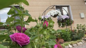 Обзор цветника на начало июля/ Розы / Астильбы/ Гортензии/?