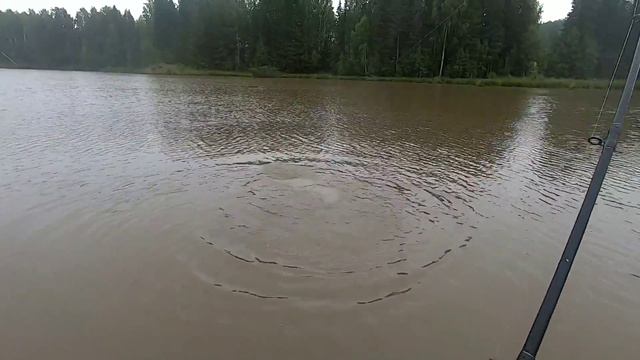 Белый амур/карп. выуживание. монтаж смотреть онлайн