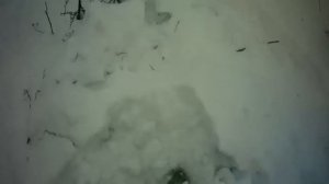 Охота на дикого оленя. Якутия 2020 год.