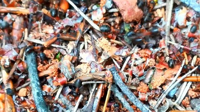 РЫЖИЕ ЛЕСНЫЕ МУРАВЬИ смотреть онлайн