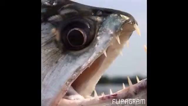 Самые страшные рыбы смотреть онлайн
