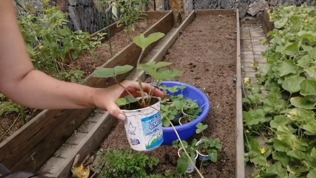 РАЗМАЧИВАЮ ОПИЛКИ ДЛЯ ПОСАДКИ КЛУБНИКИ смотреть онлайн