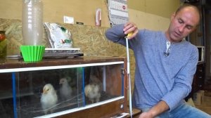 Брудер для цыплят. Подробно о всех Нюансах!!! Размер, обогрев и терморегулятор W 1209 для брудера.