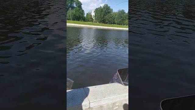 Поимка крупного судака на фидер. Орёл 26 мая 2021. Ната Нежлукченко. смотреть онлайн