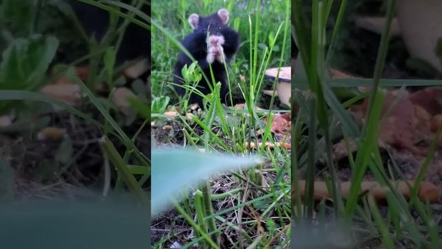 Карбыш - плюшевые животные. Animal смотреть онлайн