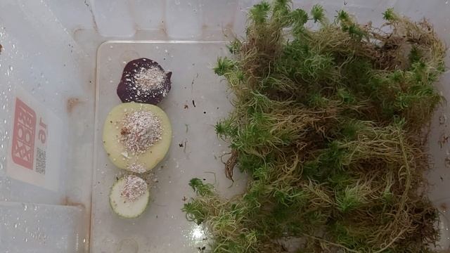 Улитки пьют МОЛОКО,живой мох, правильная ВЕНТИЛЯЦИЯ для АХАТИН