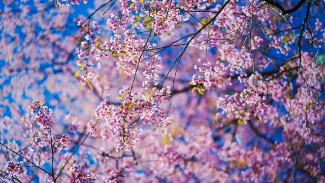 YANDIRDIN KALBIMI AMAN (AHISKA MÜZIK)(Ахыска)