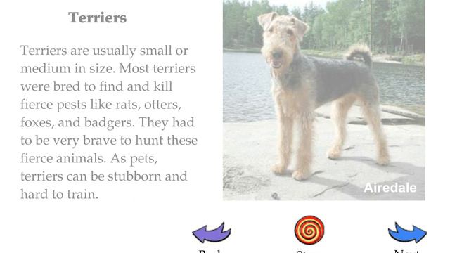 Breeds of Dogs смотреть онлайн
