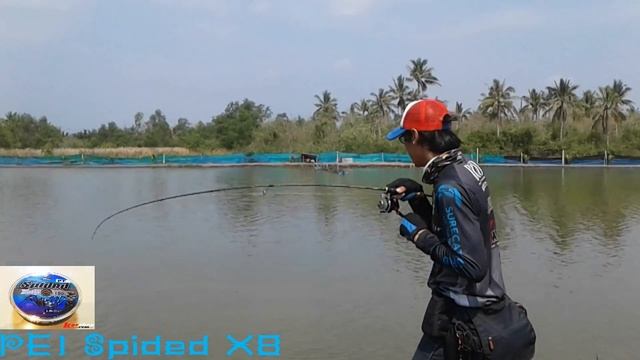 ตกปลากับนายริท กับ PE1 Spided X8 กระพงมันใหญ่มาก смотреть онлайн