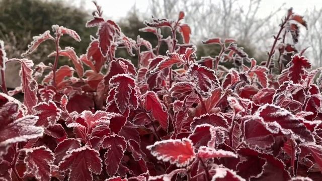 МАГИЯ РАСТЕНИЙ | ЗИМНЯЯ СКАЗКА САДА «ЖУРАВЛИ» смотреть онлайн