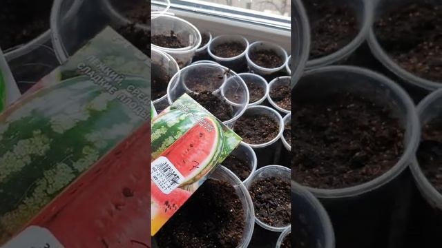 Арбуз в открытом грунте. Посев семян. Часть 1. смотреть онлайн
