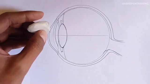 how to Draw Human Eye Diagram| Labelled Diagram смотреть онлайн