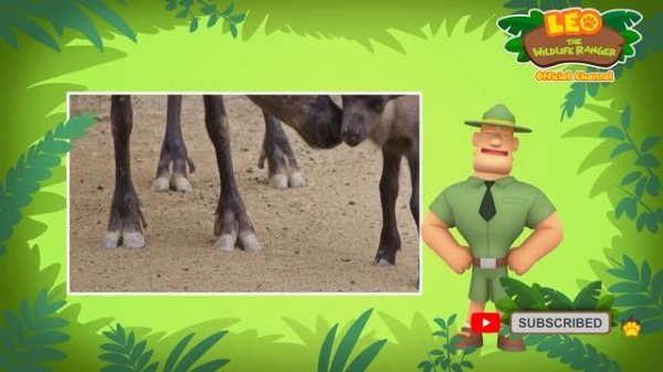 The Reindeer | Santa's Happy Helper! | Full Episode | Leo the Wildlife Ranger | Kids