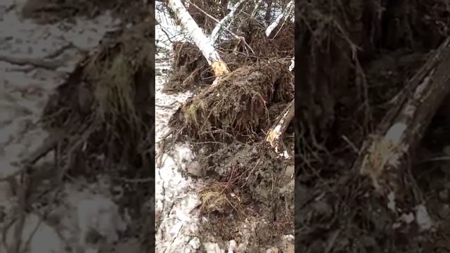 Отзыв о корчевателе КГЧ-1,2 Леспромресурс, корчевали березу смотреть онлайн