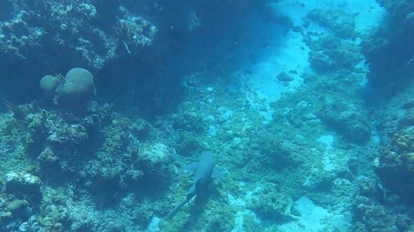 15 AMAZING ANIMALS AROUND THE WORLD #animals #animalsvideo #animalfacts