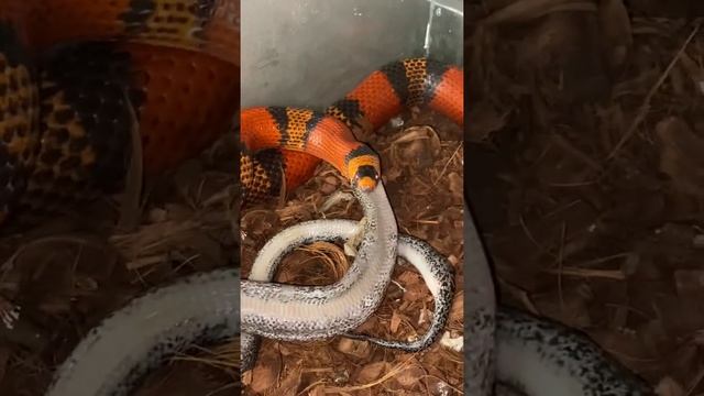 Самый дорогой обед! Смотреть со звуком! Змея ест змею. Уникальное видео смотреть онлайн