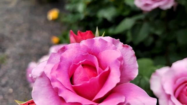 роза Айсфогель