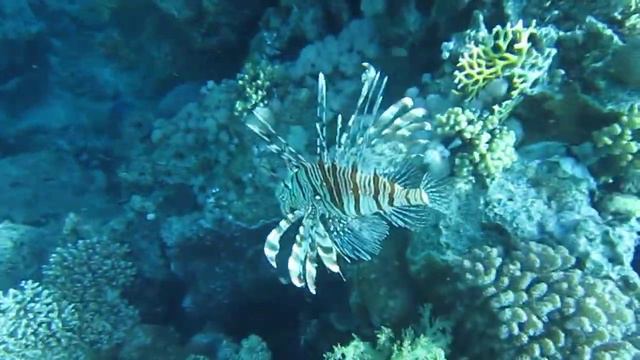 Крылатки-зебры смотреть онлайн