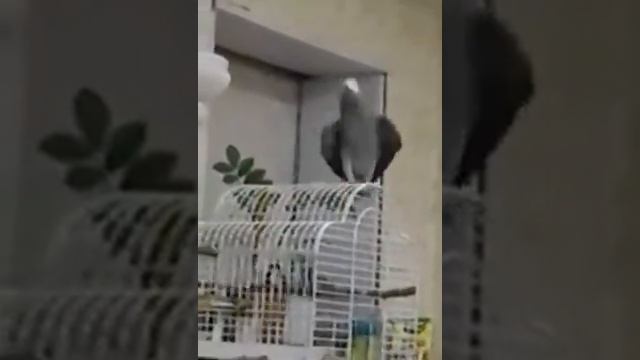 Попугай танцует под музыку^ смотреть онлайн