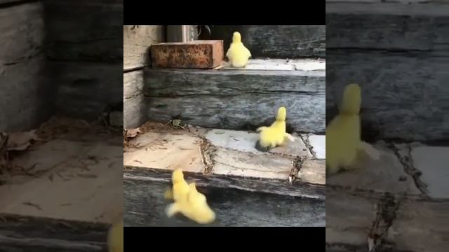 Приколы про животных: подборка видео со смешными зверями смотреть онлайн