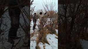 Заготовка черенков абрикоса для прививки