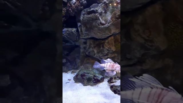 Ислом 1-й раз увидел Акулу смотреть онлайн