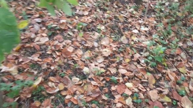 Опавшая листва, что с ней делают в стране дураков, а надо... смотреть онлайн