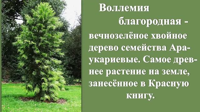 1. Араукария и Воллемия. Экзотические растения Крыма. смотреть онлайн
