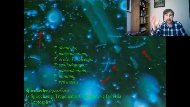 ORAL PATOJENLER смотреть онлайн