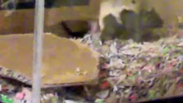 gerbil pronography 2 смотреть онлайн