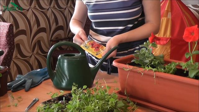 Посадка петунии в кашпо - 7 дач смотреть онлайн