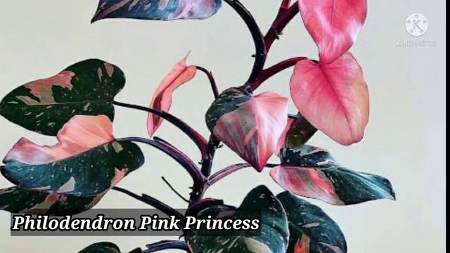 Pink Leaf Plants to make Home and Garden more Beautiful | Pink plants | Telugu Gardening | Anveshin смотреть онлайн