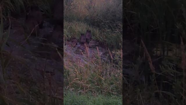 Кабанчик с семьёй смотреть онлайн