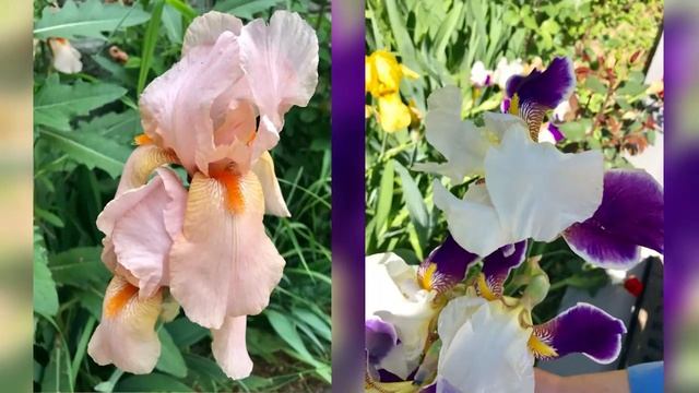 Танго Цветов в саду Ирины смотреть онлайн