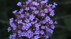 ВЕРБЕНА БОНАРСКАЯ или БУЭНОС-АЙРЕССКАЯ!!! ЧТО МОЖНО ИЗ НЕЁ СДЕЛАТЬ!!!