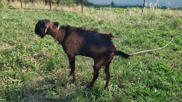 Услуги нубийского козла смотреть онлайн