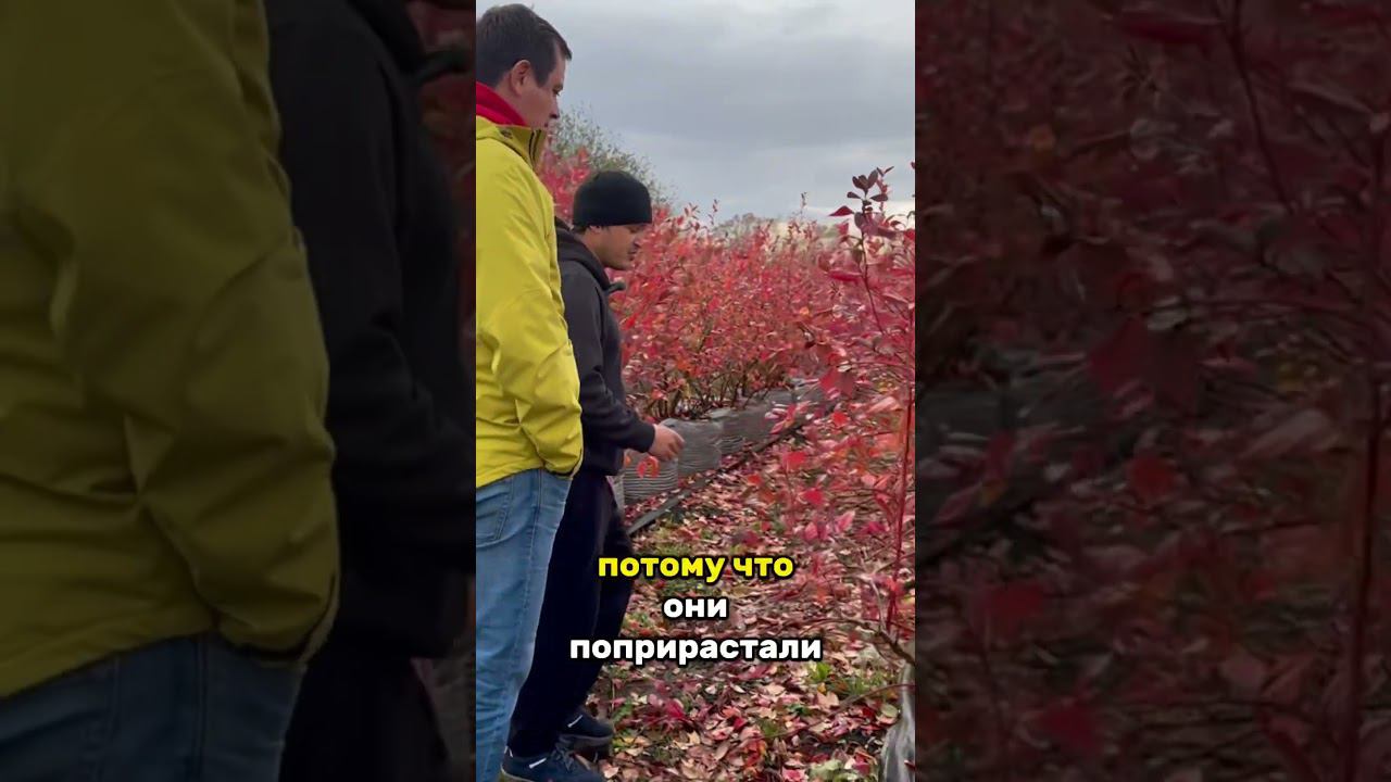 Голубика в мешках 120 литров. В гостях у Максима. Полное видео на канале. #голубика #сиерра смотреть онлайн