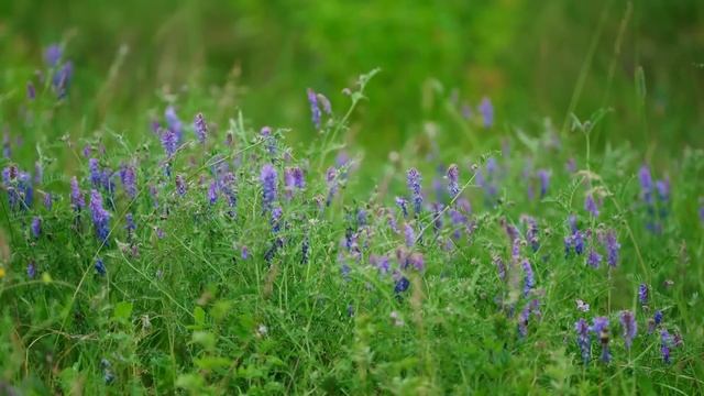 ЖИЗНЬ В УРАЛЬСКОЙ ГЛУБИНКЕ | ПОИСКИ ФУНДАМЕНТА ДЛЯ ДОМА | ЛЕС | РЕКА | ПЧЕЛЫ смотреть онлайн