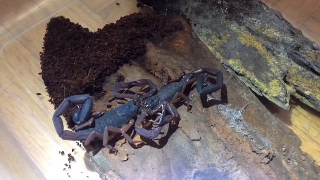 Scorpion Tango смотреть онлайн