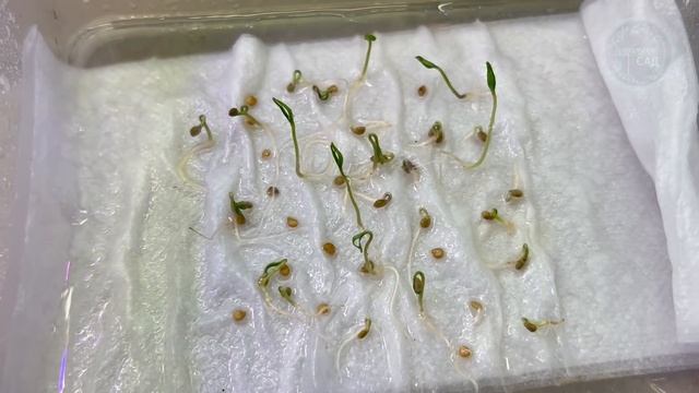 Теперь Сею Томаты в Марте Только Так! Почему Я Раньше Не Додумался До Этого! смотреть онлайн