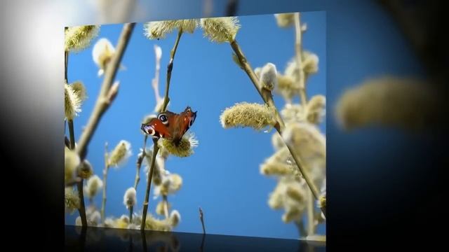 С ВЕРБНЫМ ВОСКРЕСЕНЬЕМ смотреть онлайн