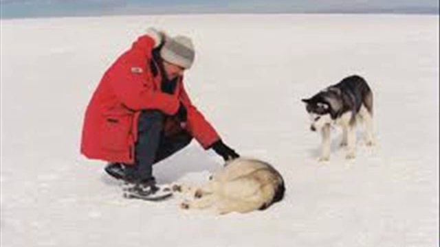маламуты и хаски-любовь возможна смотреть онлайн