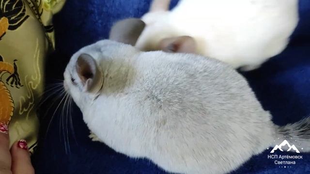 Шиншиллы белого цвета отличаются или нет ? Шуши ! Shinshilla ! смотреть онлайн