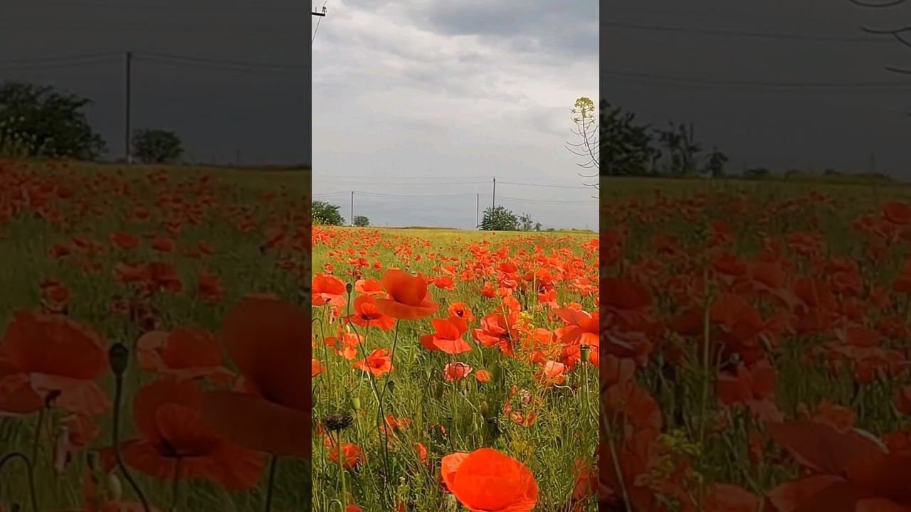 Маки невероятной красоты! смотреть онлайн